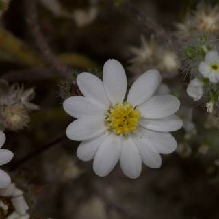 White Daisy Flower in Full Bloom
