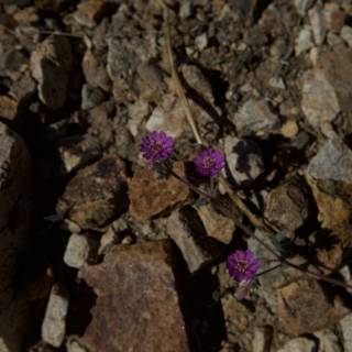 A Resilient Purple Flower in the Desert Rocks