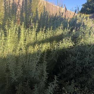Overgrown Rosemary Garden Along Wooden Fence