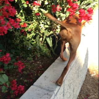Canine on a Floral Ledge
