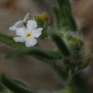 Tiny White Geranium Flower