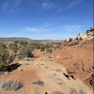 Desert Pup Trek