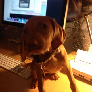 Canine Computer Assistant