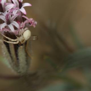 Garden Spider on a Wild Flower