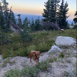 Canine Trekking Through the Wilderness