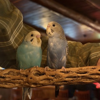 Two Budgerigars Perched Together on Driftwood
