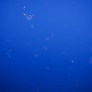 Underwater Dance in Monterey Bay Aquarium
