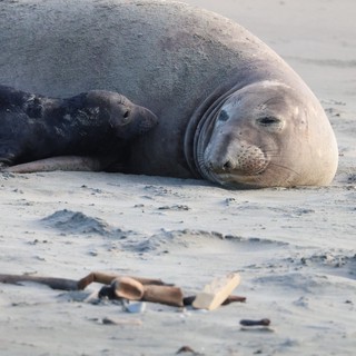 Northern Elephant Seal Resting on Sandy Beach