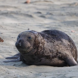 Young Elephant Seal Pup Resting on Sandy Beach