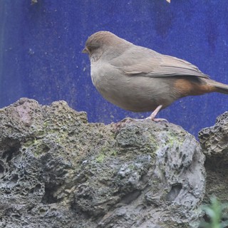 Dark-Eyed Junco Perched on Weathered Stone