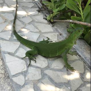 The Majestic Green Iguana