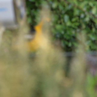 Out of Focus Garden Scene with Yellow Accent