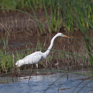 Great Egret Hunting in Wetland Marsh Grass