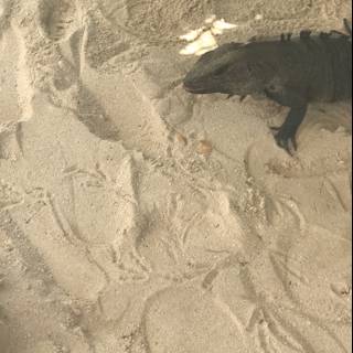 Iguana Lounging on the Sand