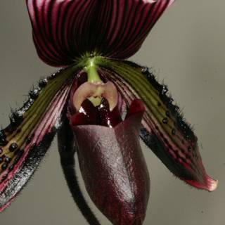 Red and Black Orchid Blooms