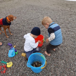 Two Toddlers Exploring Beach Treasures with Family Dog
