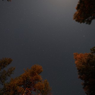 Star-Filled Night Sky Over Lassen Pine Forest