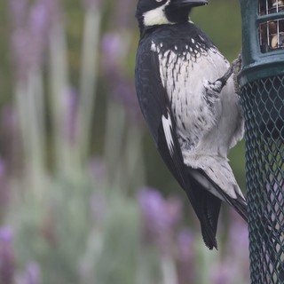 Acorn Woodpecker Feeding at Garden Bird Feeder