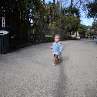 Toddler Exploring Path at Tree-Lined Park