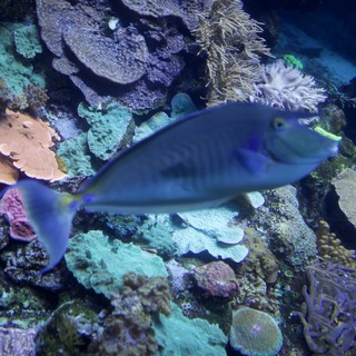 Blue Fish Swimming Through Vibrant Coral Reef