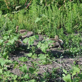 Young Goslings Foraging Among Garden Vegetation at Yolo Bypass