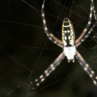 Garden Spider in its Web