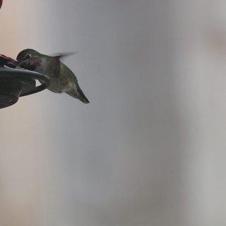 Anna's Hummingbird Feeding at Backyard Feeder
