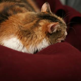 Feline Relaxation on a Cozy Red Blanket