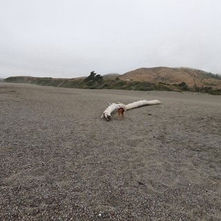 Dog Explores Driftwood on Foggy Northern California Beach