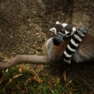 Lemur Love - A Snuggled Moment