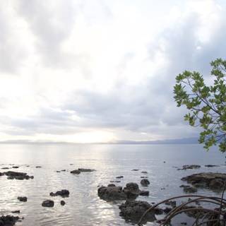 Solitary Tree on a Cloudy Shoreline