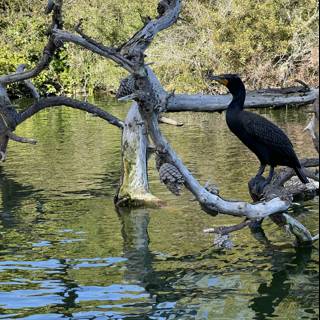 Cormorant at Stow Lake