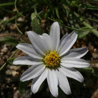 White Daisy Blossoms with Cheerful Yellow Center