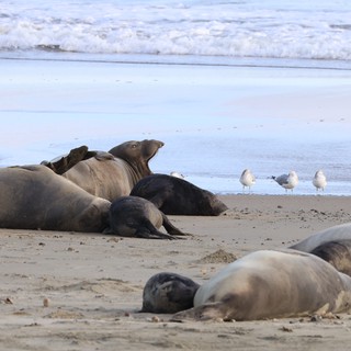 Elephant Seals Resting on Drakes Beach Shore