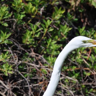 Great Egret Portrait in Wetland Vegetation