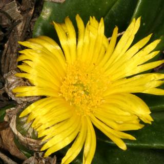 Yellow Daisy in Full Bloom