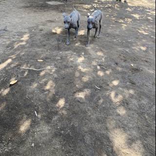 Two Canine Companions Take a Peaceful Walk in Xochimilco