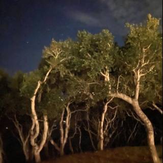 Starry Night Trees