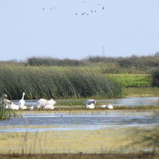 White Wading Birds Foraging in Wetland Marsh