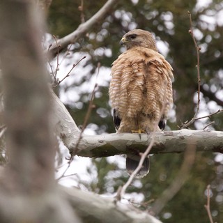 Red-Shouldered Hawk Perched in Bare Winter Branches
