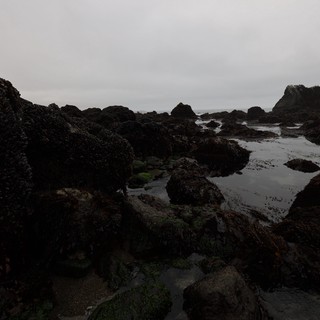 Dark Mussel-Covered Rocks at Low Tide Pools