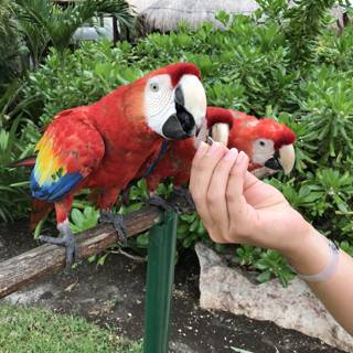 Parrots on a Wood Post