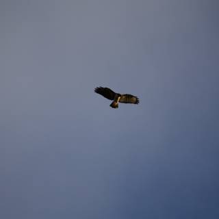 Soaring Majesty - The Lake Merced Hawk