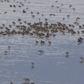 Serenity in Flight: A Gathering at San Pablo Bay