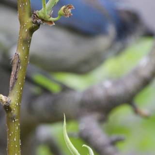 Spring's Whisper