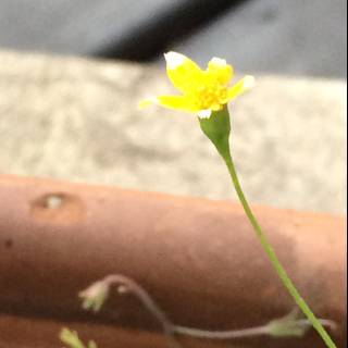 Tiny Daffodil Blossoming in Altadena