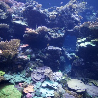 Vibrant Coral Reef Ecosystem with Tropical Fish