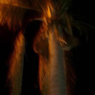 Burning Palm Tree