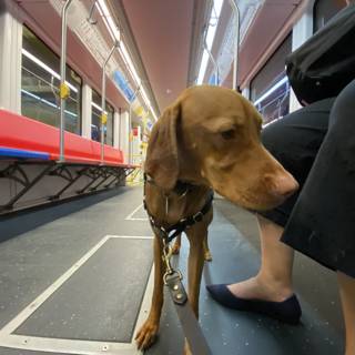 Commuting with my Canine