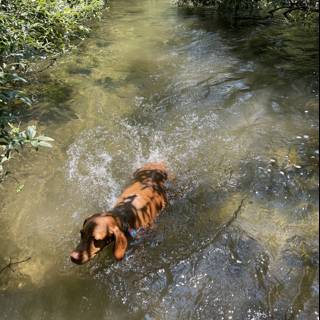A Vizsla Enjoys a Swim in Felton Creek